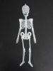  - Skeleton 30cm 
